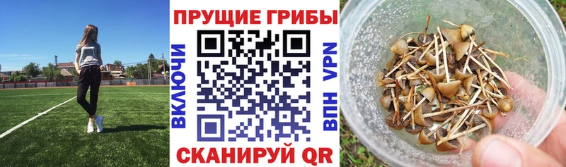 OMG маркетплейс Заозёрск Галлюциногенные грибы мухоморы